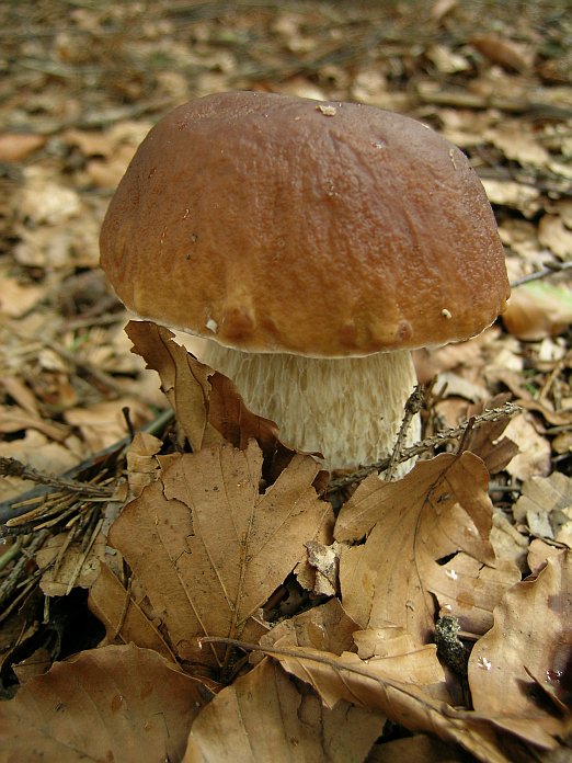 Hřib smrkový