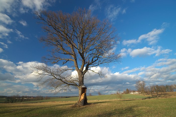 Památný dub u Korákova