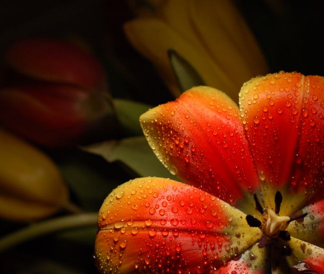 Vecerne hratky s tulipanmi