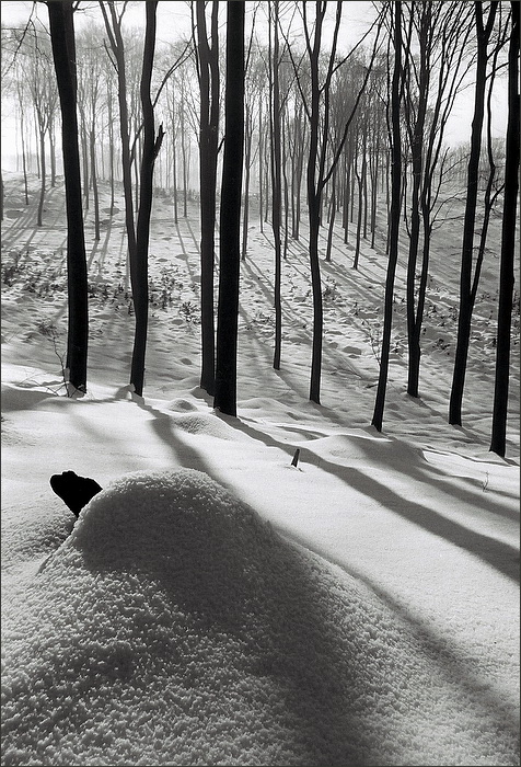 V chaloupce z pařezu