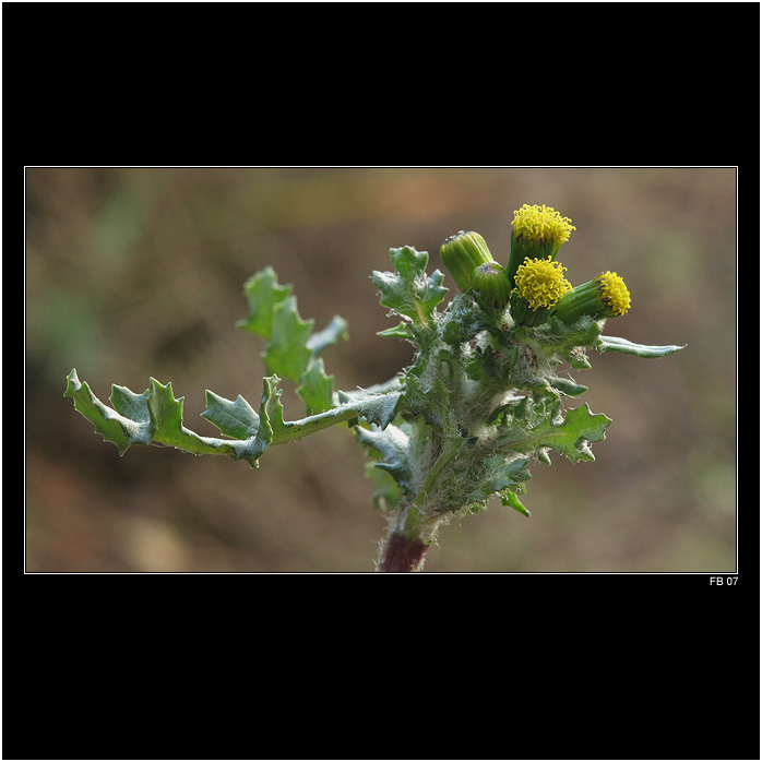 *** přeživší ***