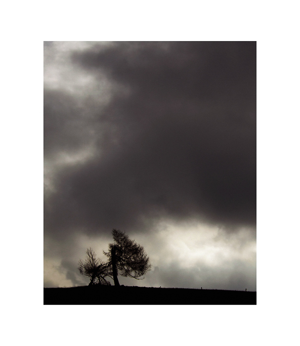wounded tree