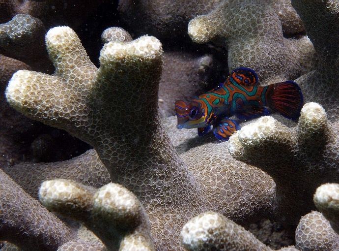 Mandarinka