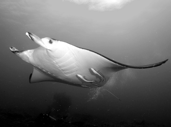 Manta B&W
