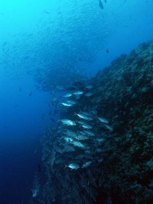 Blue Corner