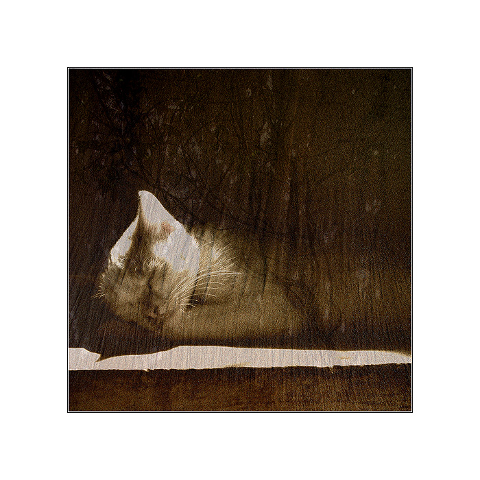 ...cat...