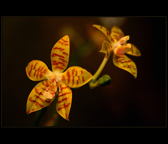 Orchidej