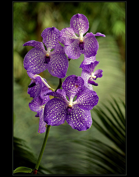 Orchidej III.
