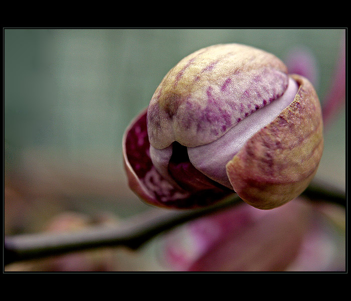 Orchidej V.