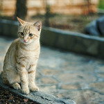 Modelka z 43° 7'21.45"N 16°40'51.71"E