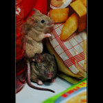 Kooperace ve spíži