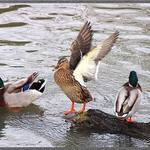 Asi někam poletí ....