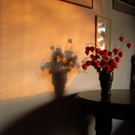 Zátiší s židovskými růžemi ve večerním slunci