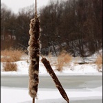 Králové a poddaní