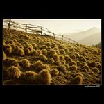 ...ježkovia veľkofatranskí...