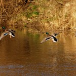 Připoutejte se prosím přistáváme