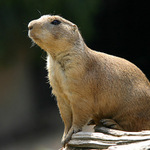 Tady hlídám JÁ....