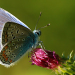 Modrásek Jehlicový