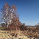 Břízy v očekávání jara