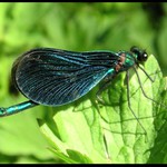 Pokus o makro - šídlo