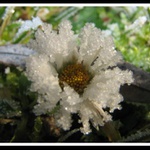 sedmikráska v lednu