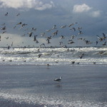 beach birds