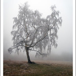 Mlha na Hradišťanech