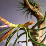 Tillandsia Caput-medusae