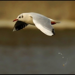 Mami ten racek kaká ...