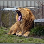 Lev nacvičuje vyšetření  u obvodního lékaře