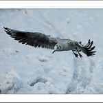 áááá .... hup do sněhu ....