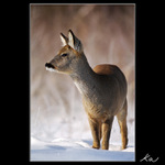 Něco bych si dala ...