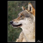 Vlčí portrét