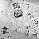 o cestách ptáků a lidí..