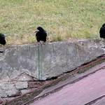 Tři veteráni /další/