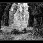 Cesta přes bludný kořen