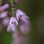 -=VŘESOVÉ KVÍTKO=-