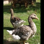 Pohodička na venkově