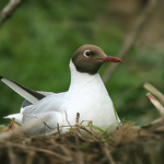 Racek chechtavý (Larus ridibundus)