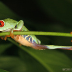 Listovnice červenooká (Agalychnis callidrias)