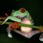 Listovnice červenooká (Agalychnis callidrias)