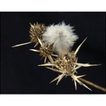 Pírko a bodláček.