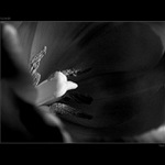 * FLOWER