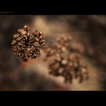 * Dreamery - snění