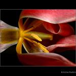 tu tuli tu tuli tulipán:-)