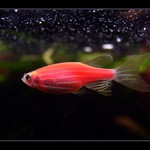 Danio pruhované (varianta red)