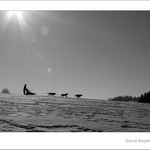 Musher