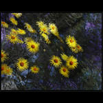 jako tisíce sluncí rozesety po zemi