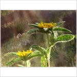 užívám si slunce, vody...