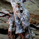 Chlamydosaurus kingii